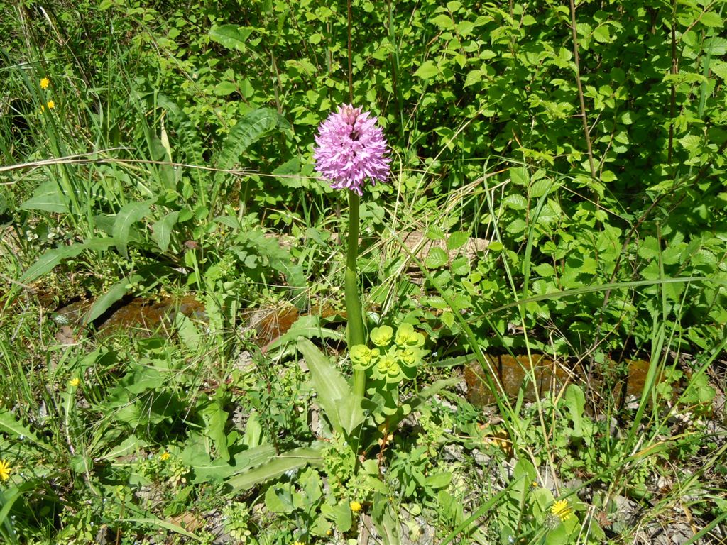 Orchidea da identificare